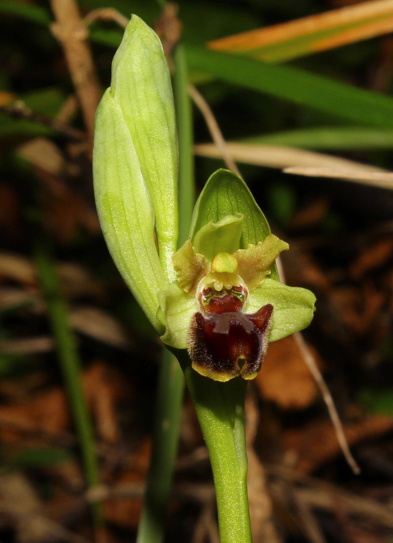 Ophrys massiliensisGenova