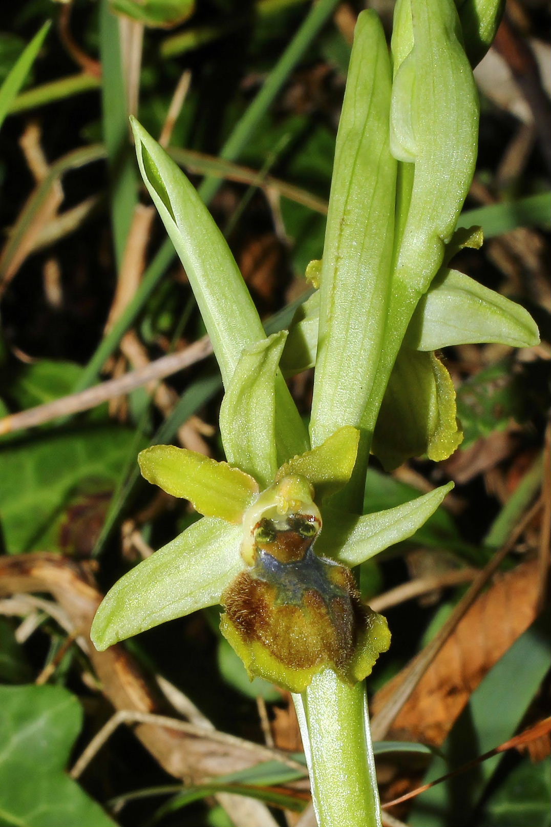 Ophrys speghodes subsp. da determinareGenova