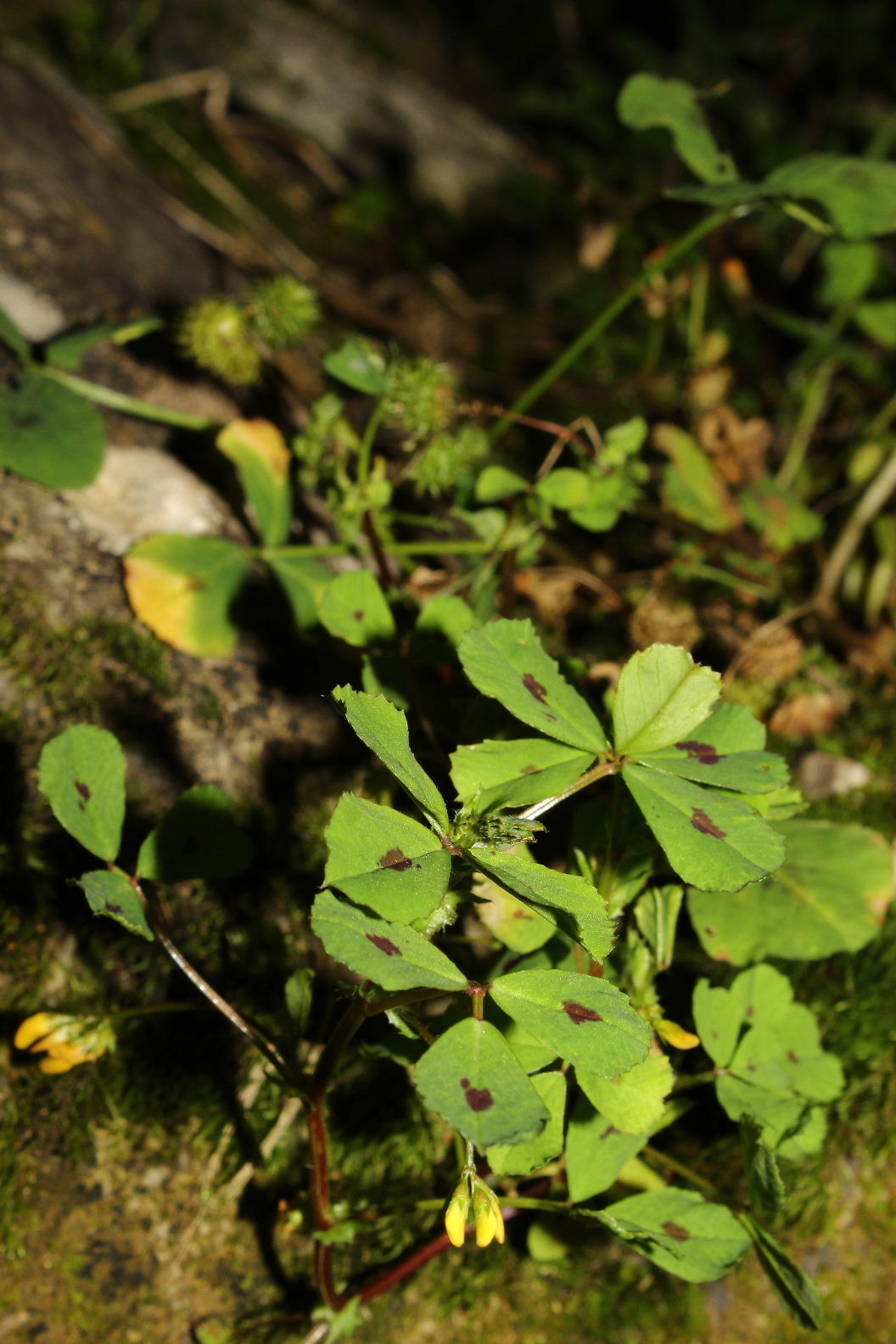 Medicago arabica / Erba medica araba