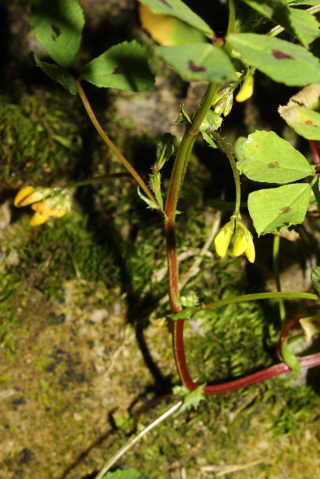 Medicago arabica / Erba medica araba