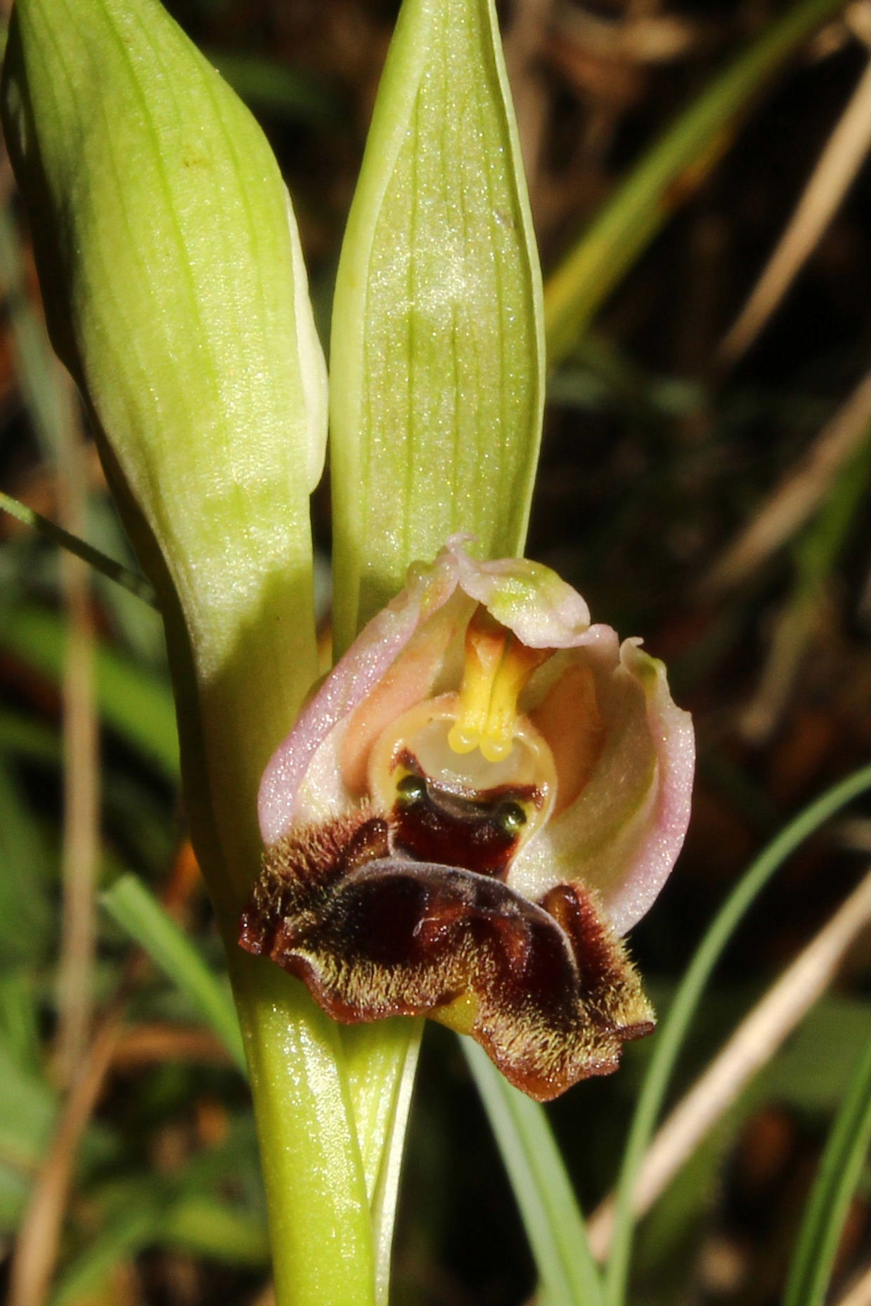 Ophrys exaltata subsp. montisleonis