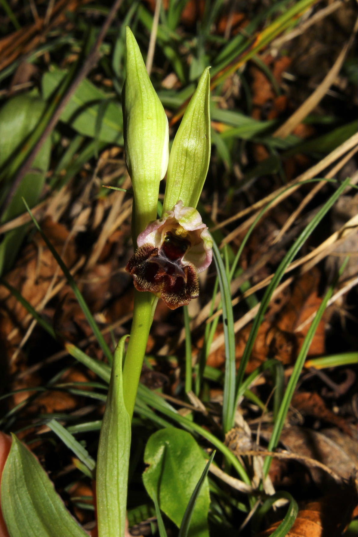 Ophrys exaltata subsp. montisleonis