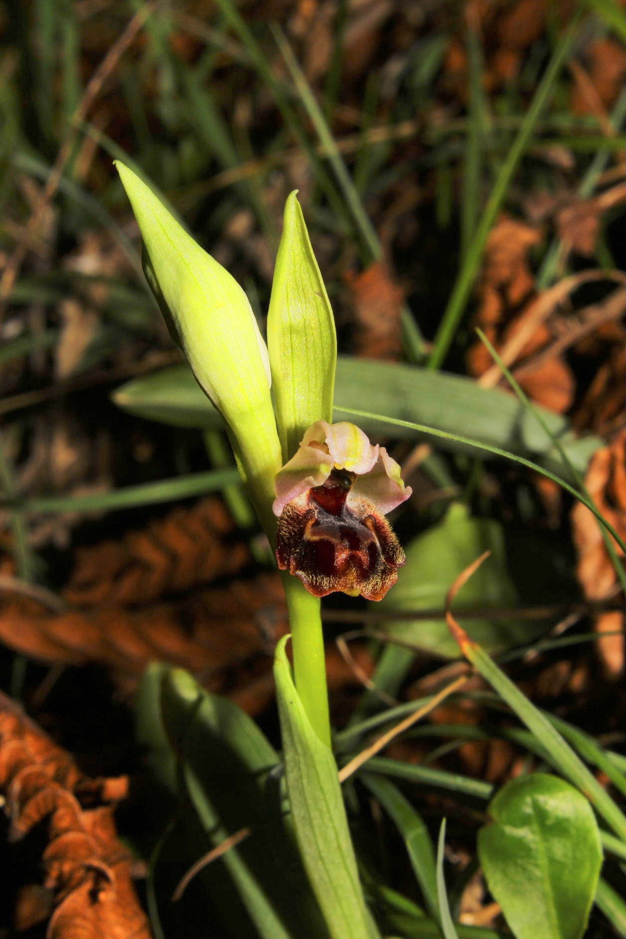 Ophrys exaltata subsp. montisleonis