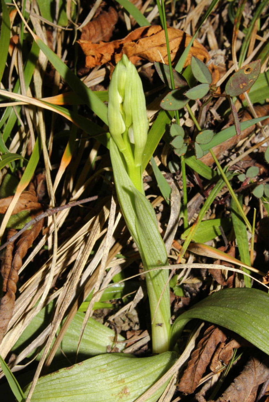 Ophrys exaltata subsp. montisleonis