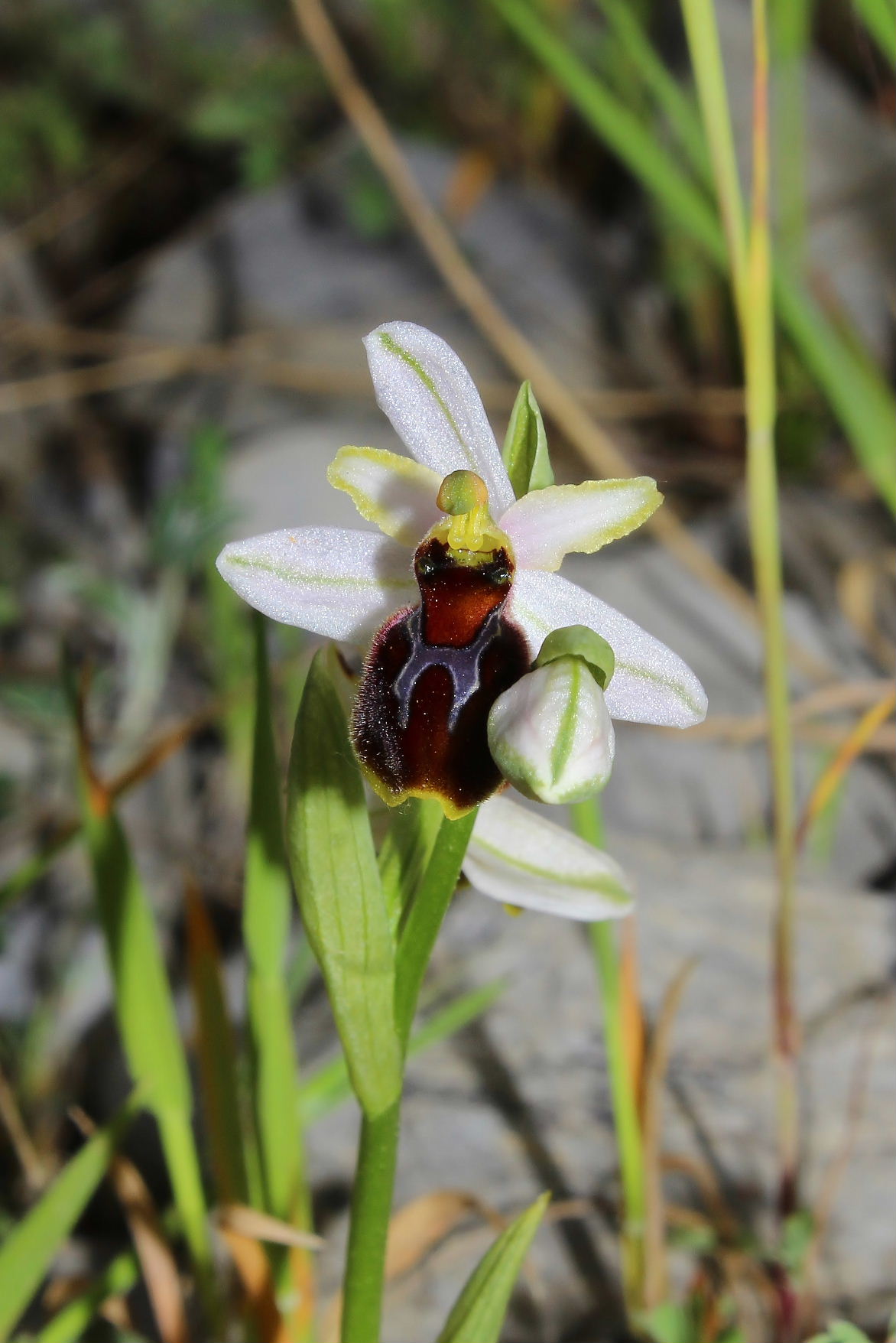 Ophrys exaltata subsp. splendida