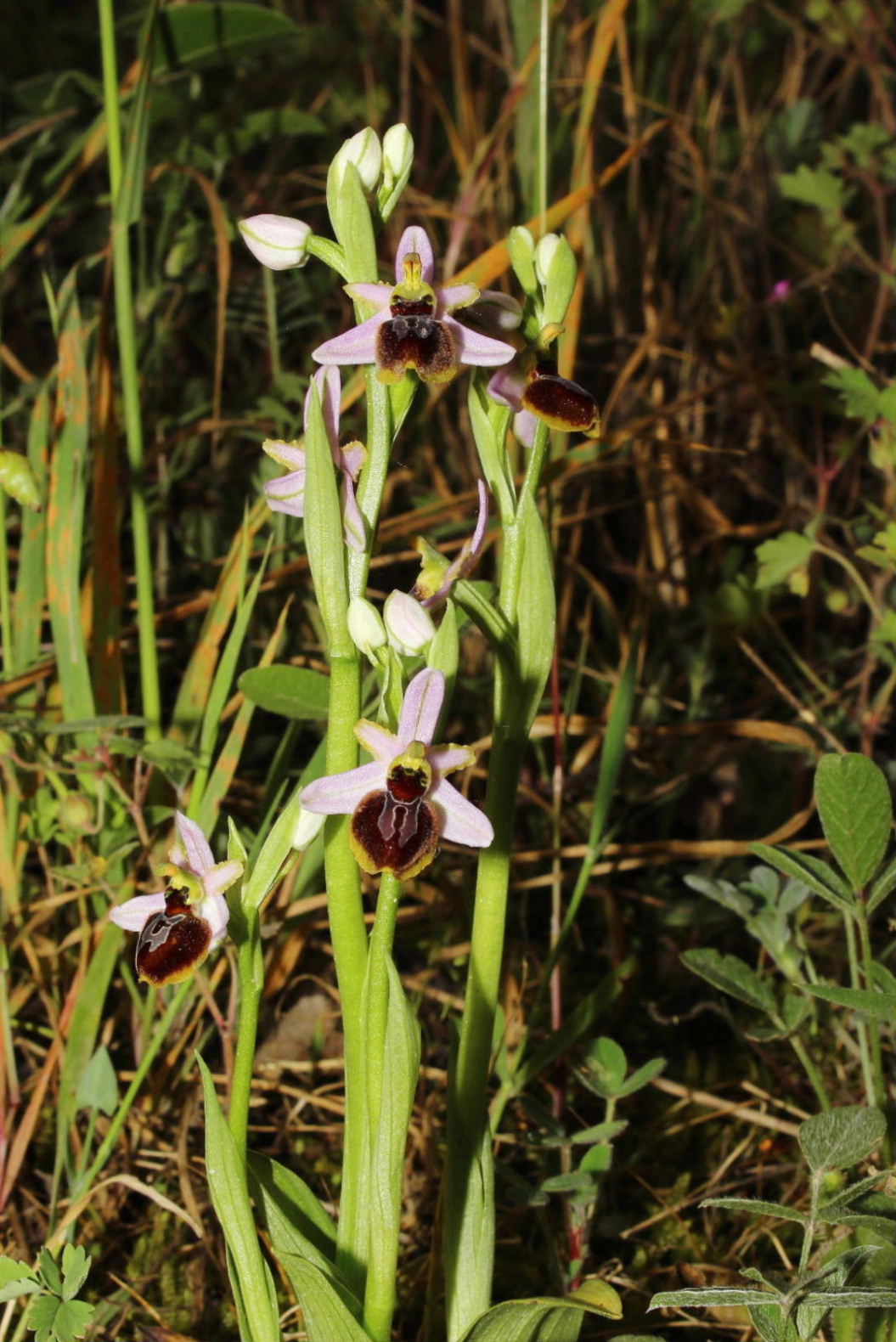 Ophrys exaltata subsp. splendida