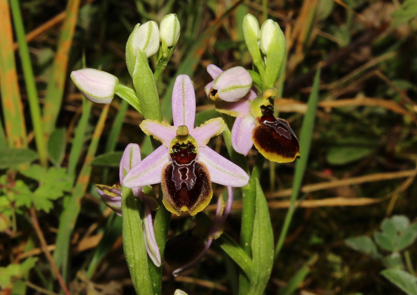 Ophrys exaltata subsp. splendida