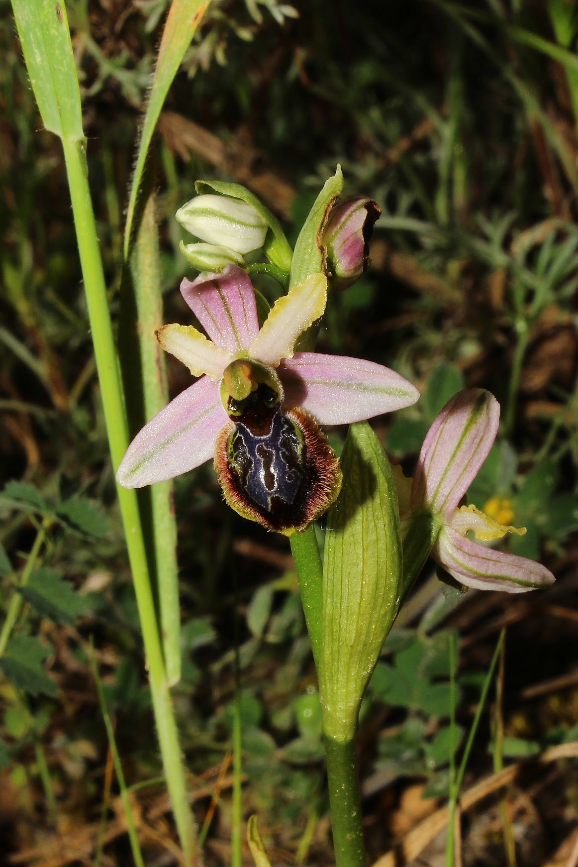 Ophrys exaltata subsp. splendida