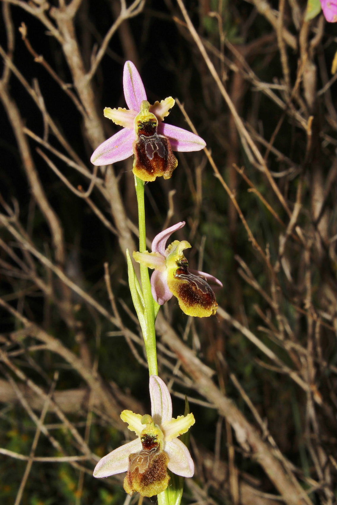 Ophrys exaltata subsp. splendida