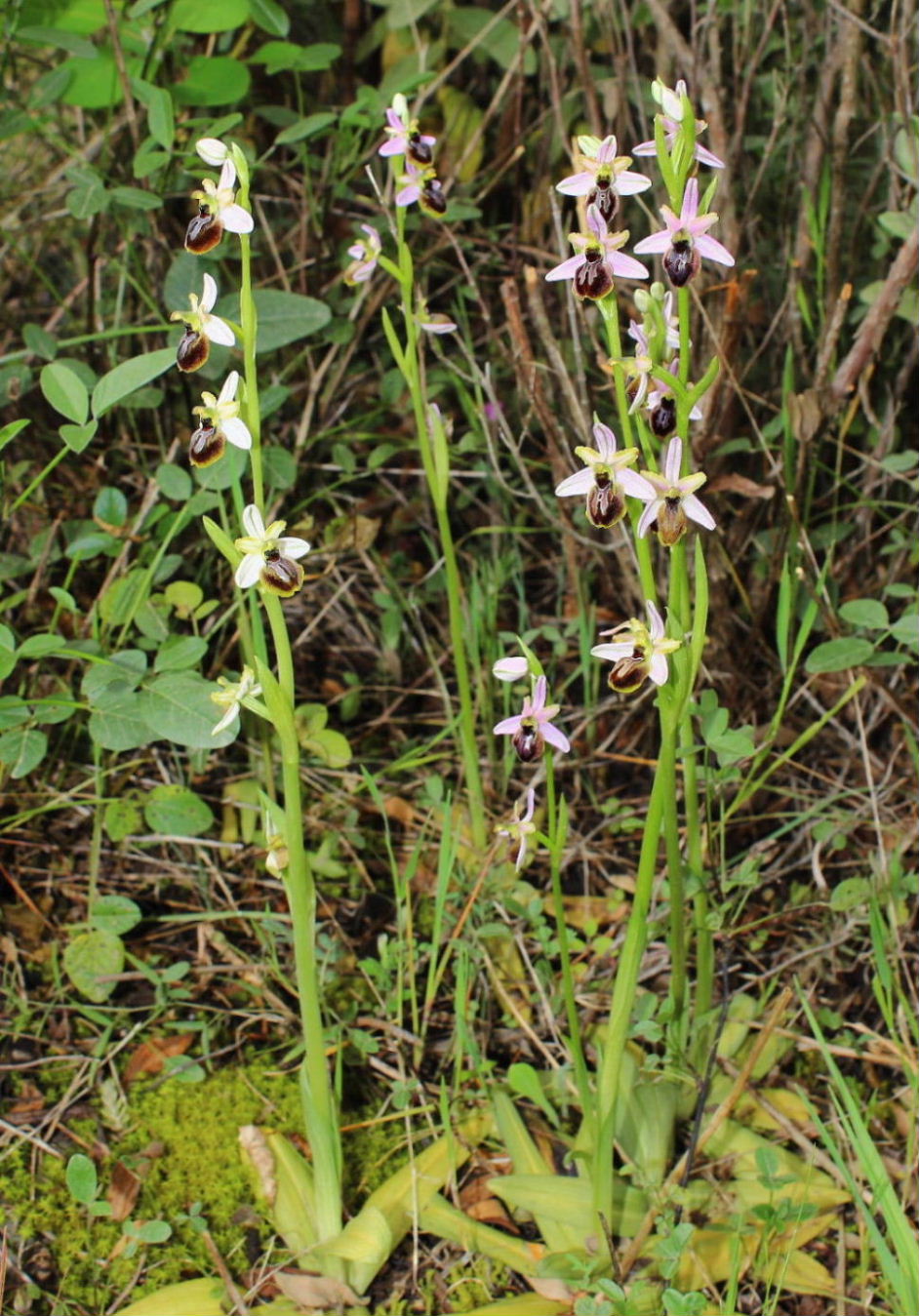 Ophrys exaltata subsp. splendida