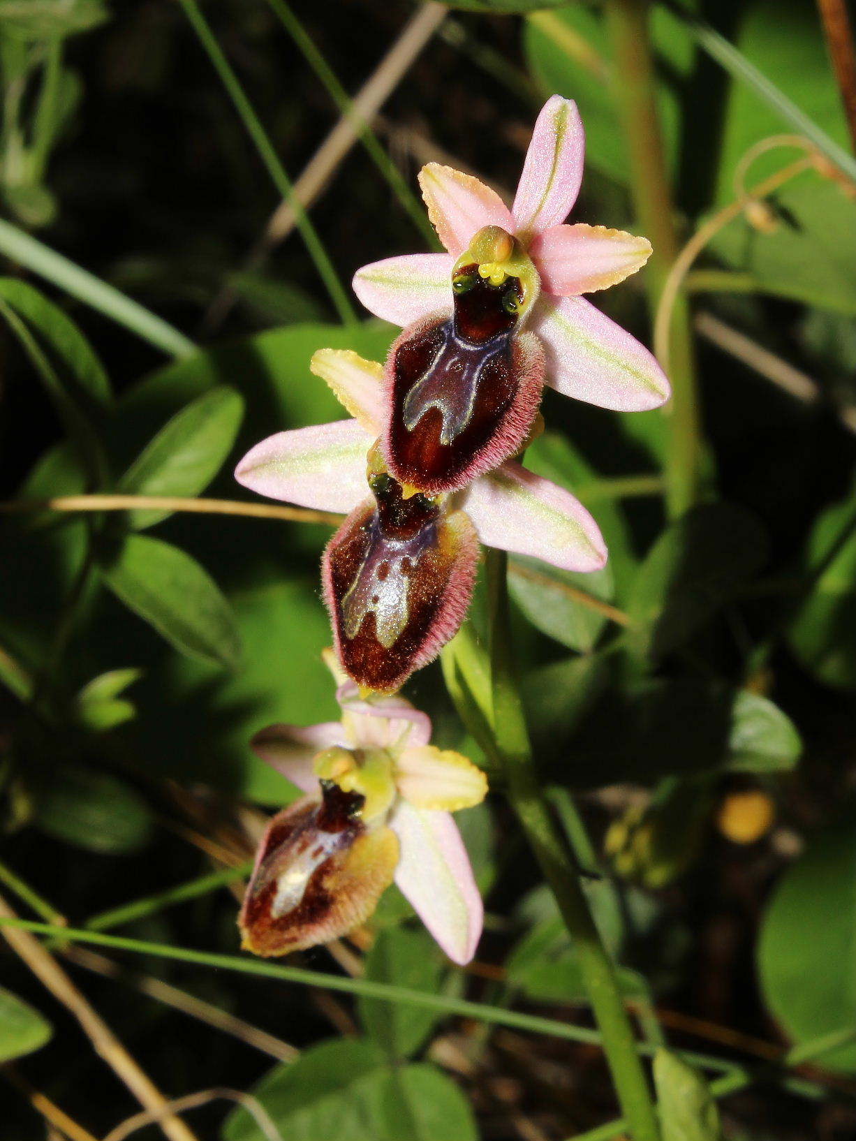 Ophrys exaltata subsp. splendida