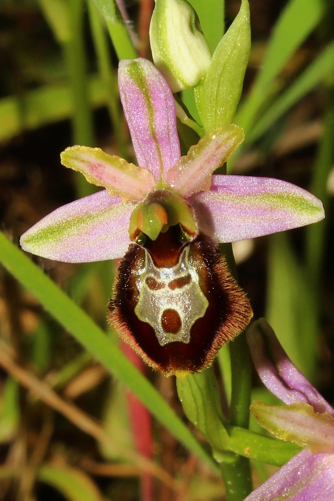 Ophrys exaltata subsp. splendida