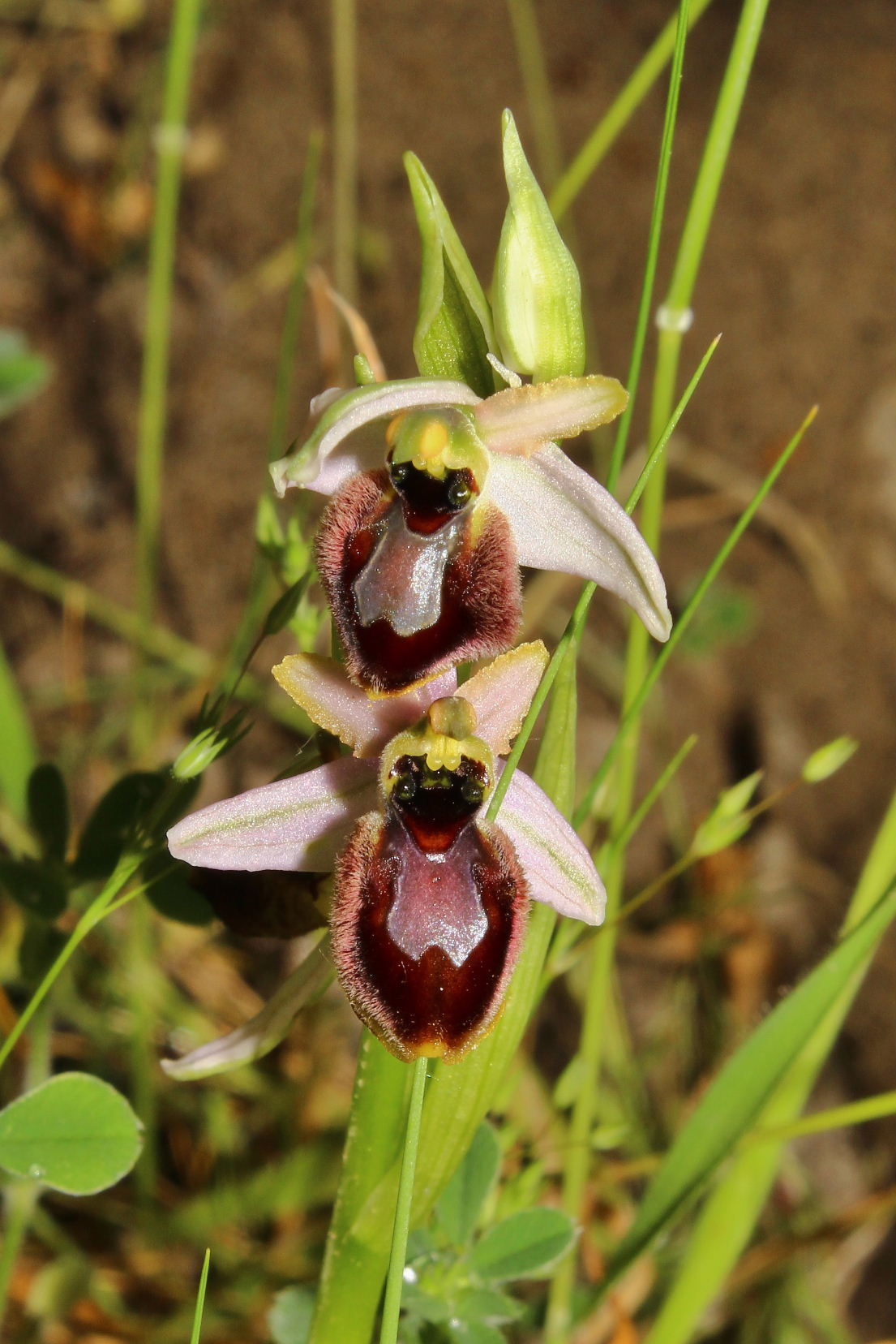 Ophrys exaltata subsp. splendida