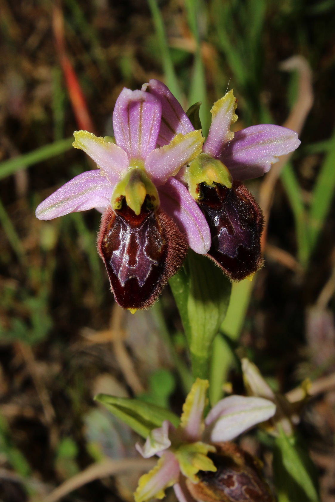 Ophrys exaltata subsp. splendida