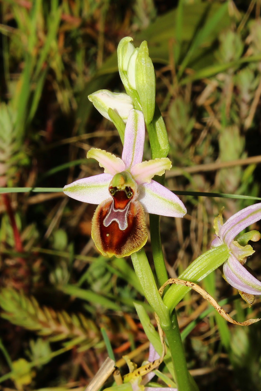 Ophrys exaltata subsp. splendida