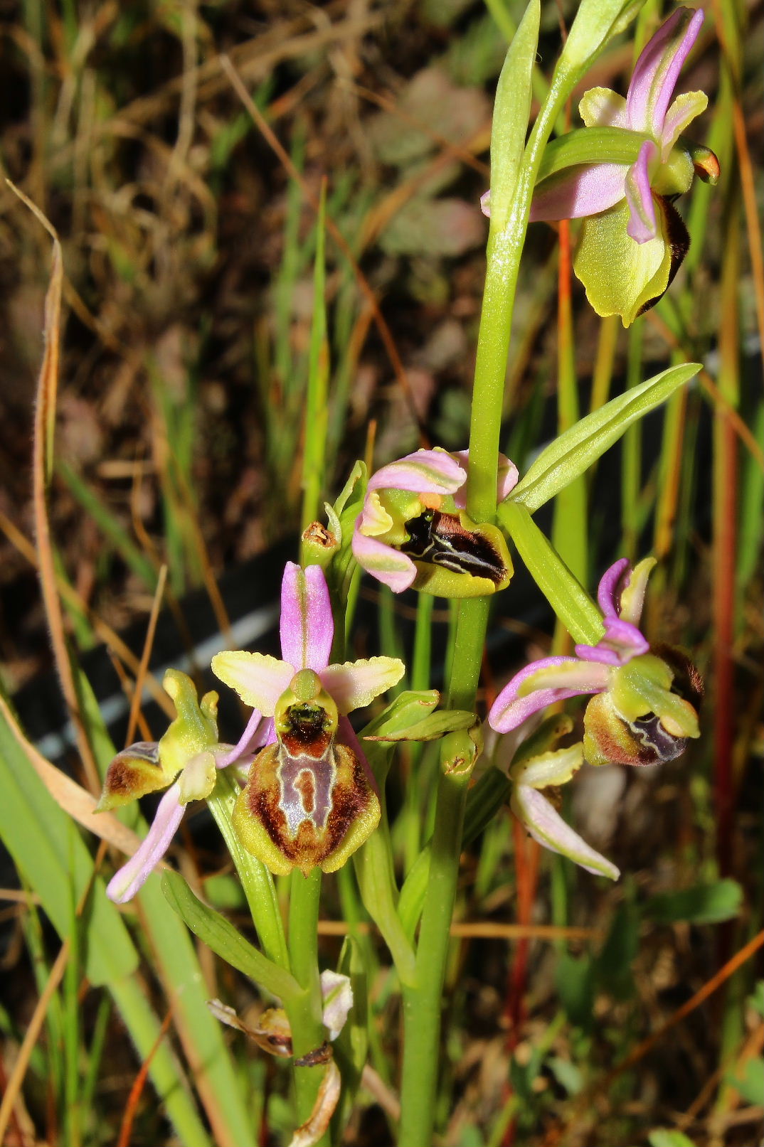 Ophrys exaltata subsp. splendida