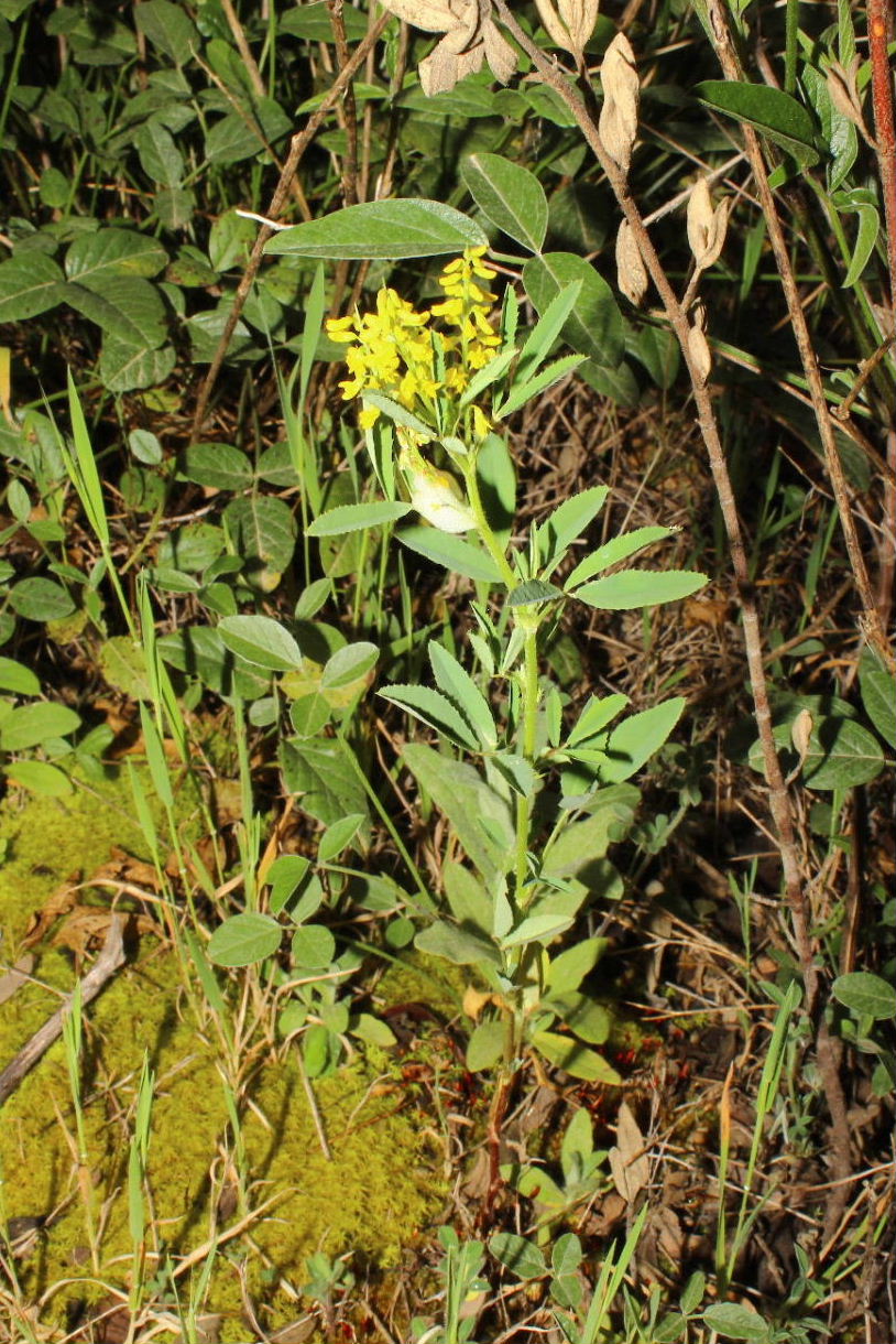 Fabacea 2 da determinare - Melilotus sp.