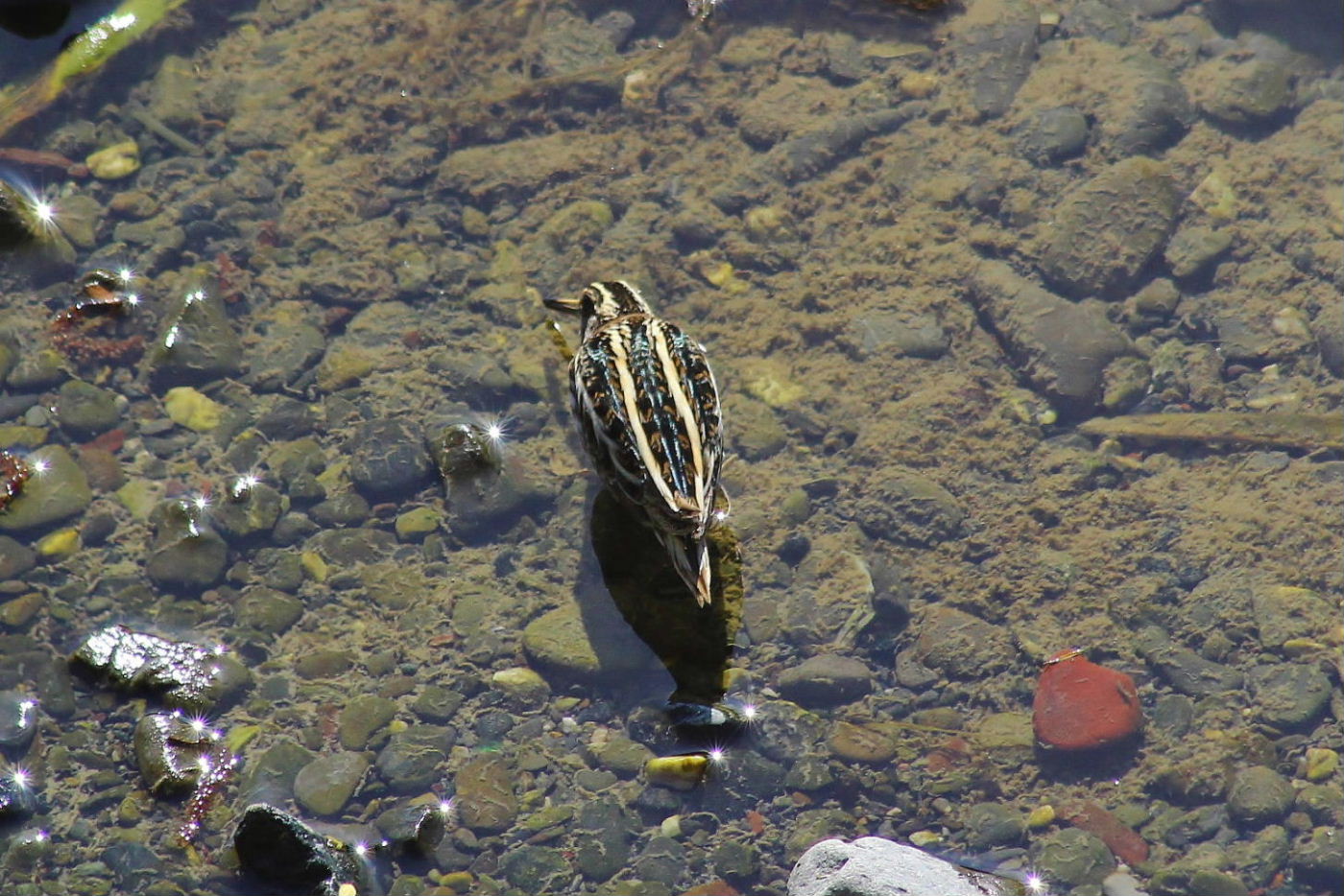 Frullino o Beccaccino ??  Frullino ( Lymnocryptes minimus ) !!