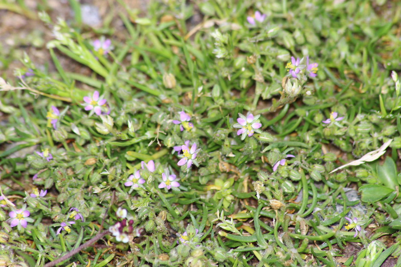 Spergularia rubra,   Caryophyllaceae