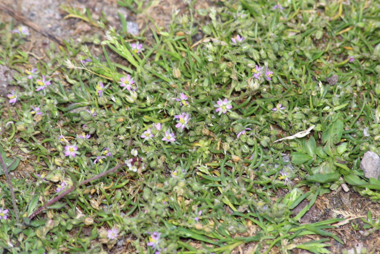 Spergularia rubra,   Caryophyllaceae