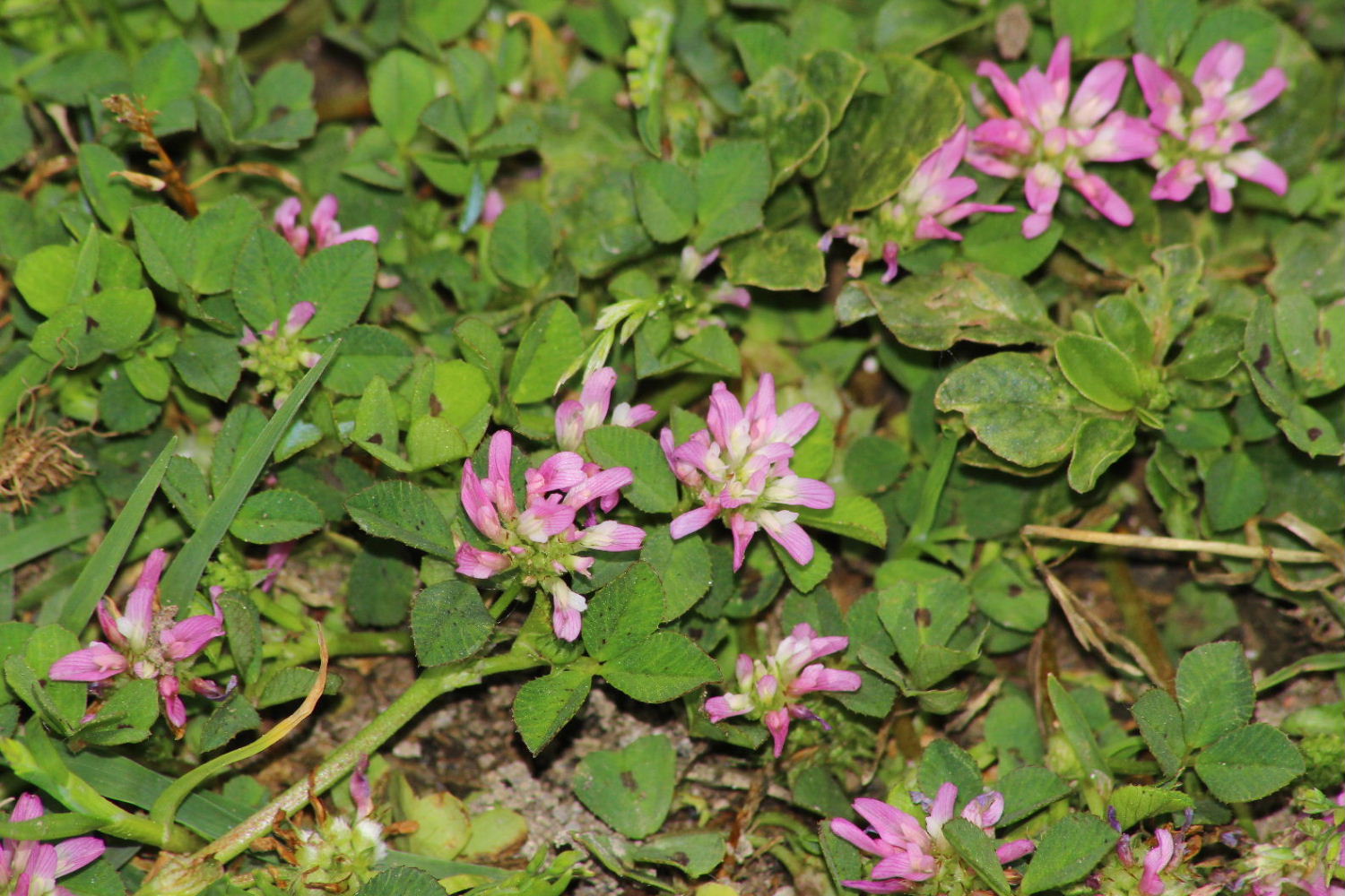 Trifolium resupinatum / Trifoglio risupinato