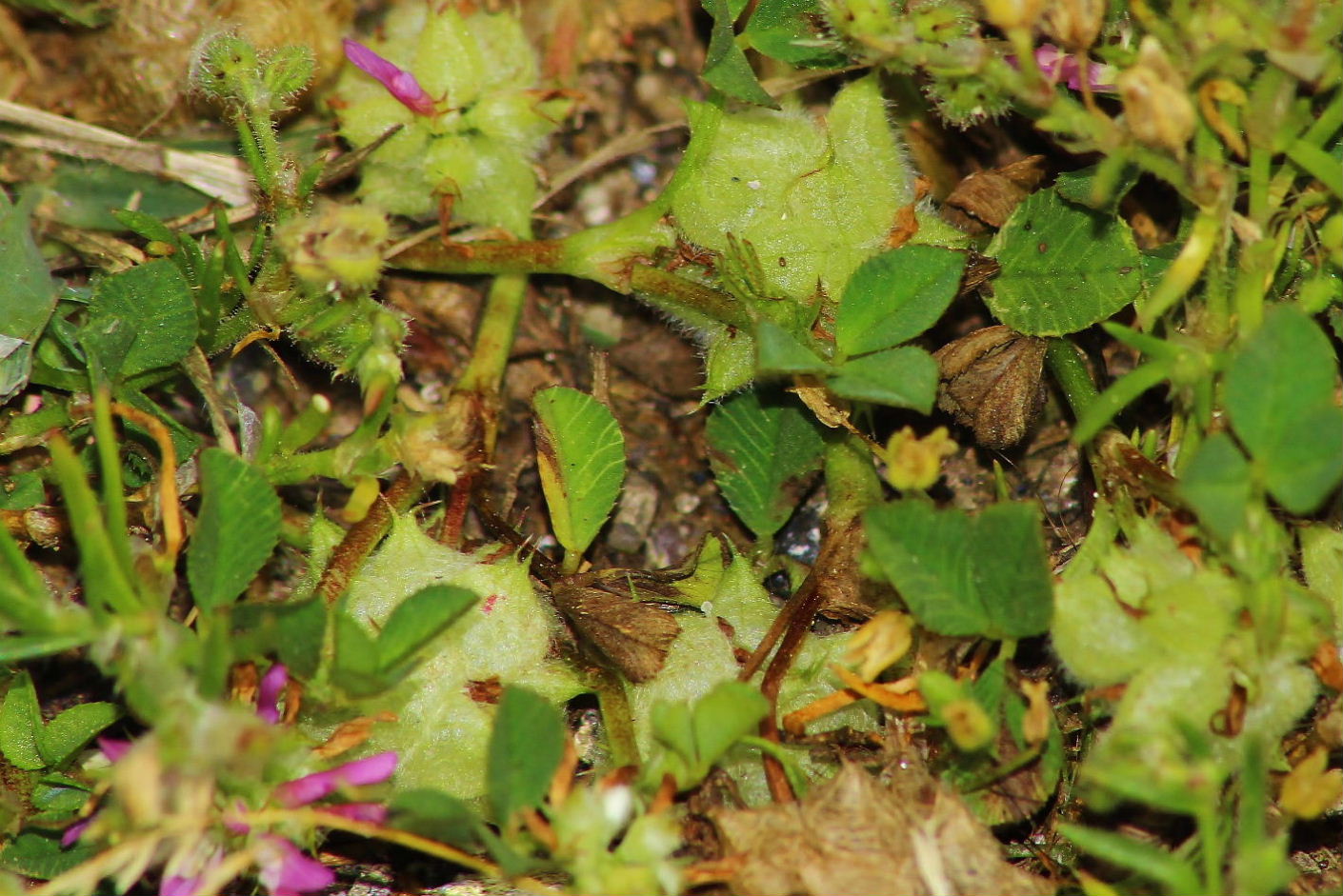 Trifolium resupinatum / Trifoglio risupinato