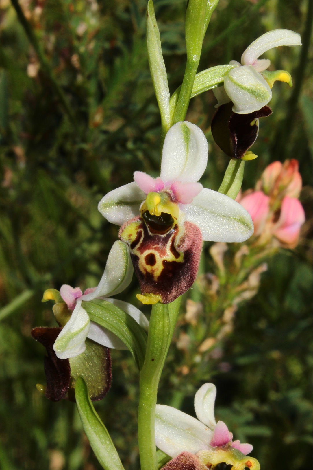 Ophrys dinarica vs appennina ??