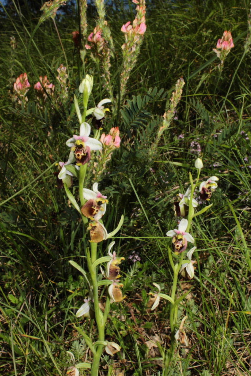 Ophrys dinarica vs appennina ??