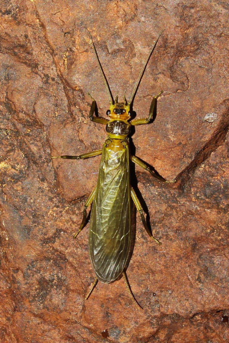 Plecoptera da determinare: Dinocras sp. (Perlidae)