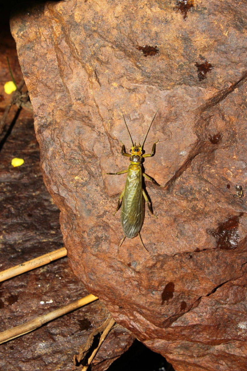 Plecoptera da determinare: Dinocras sp. (Perlidae)