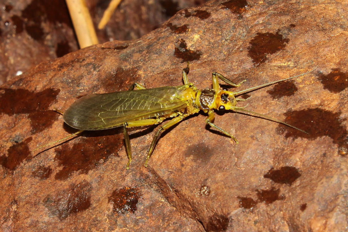 Plecoptera da determinare: Dinocras sp. (Perlidae)