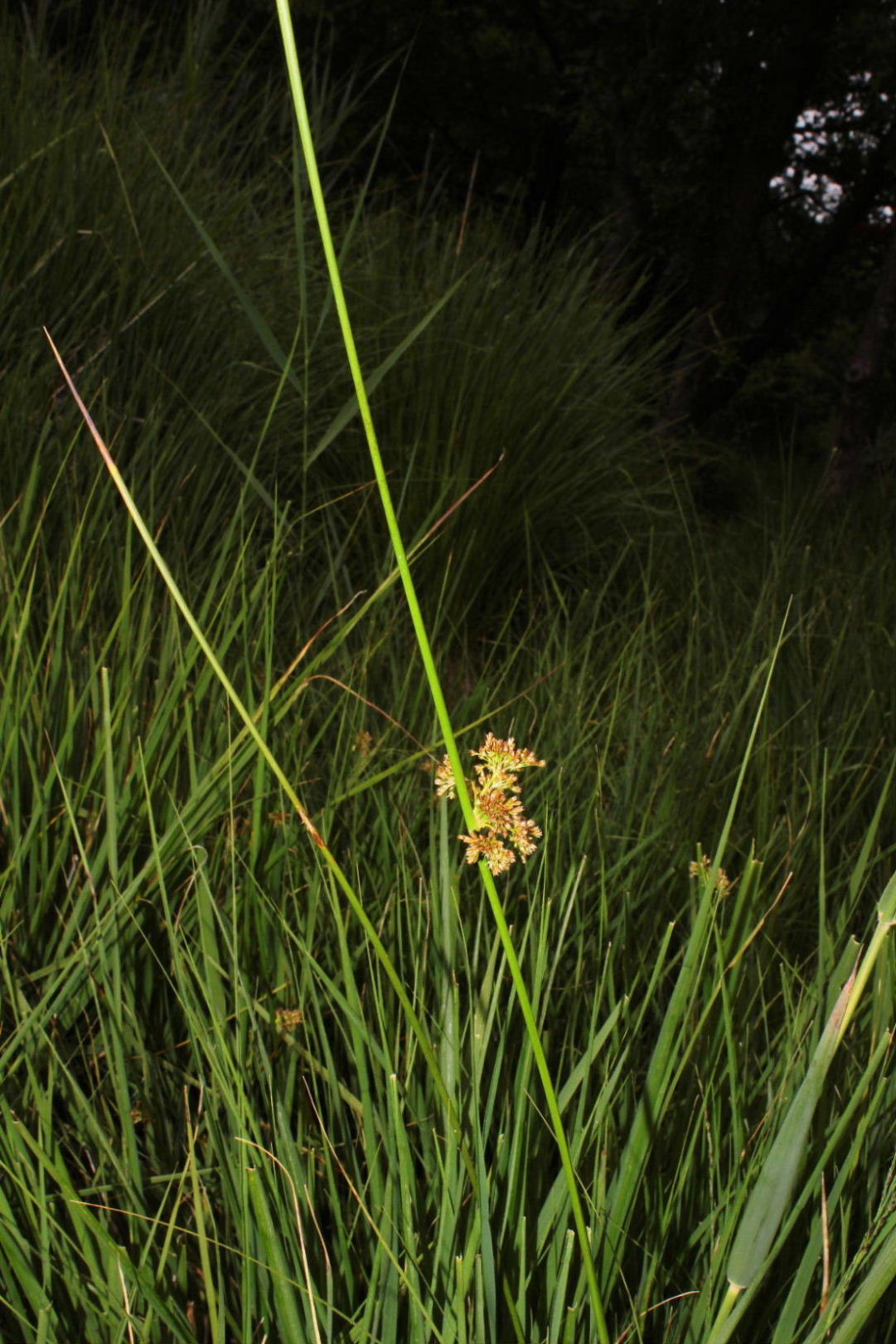 Juncus effusus / Giunco comune