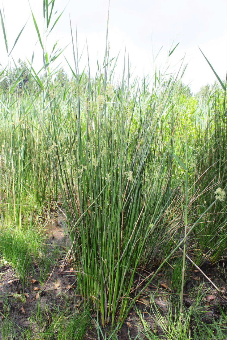 Juncus effusus / Giunco comune