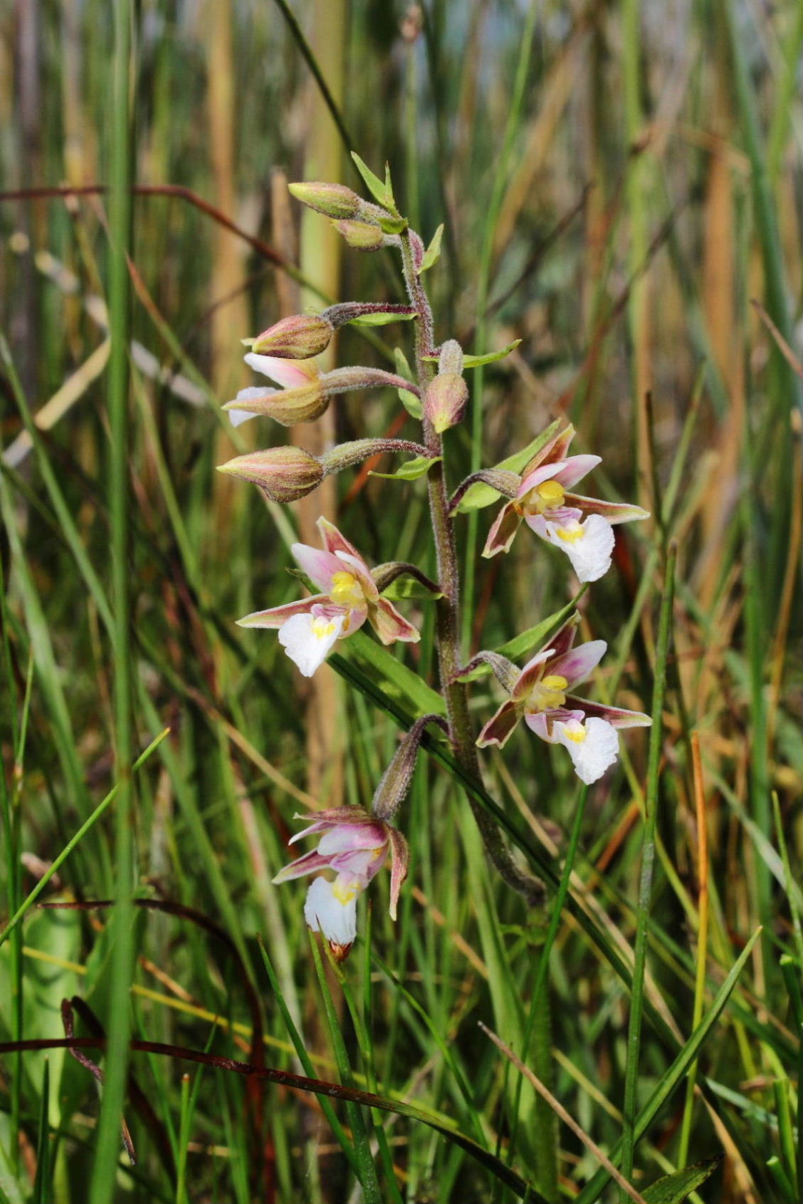 Epipactis palustris (L.) Crantz