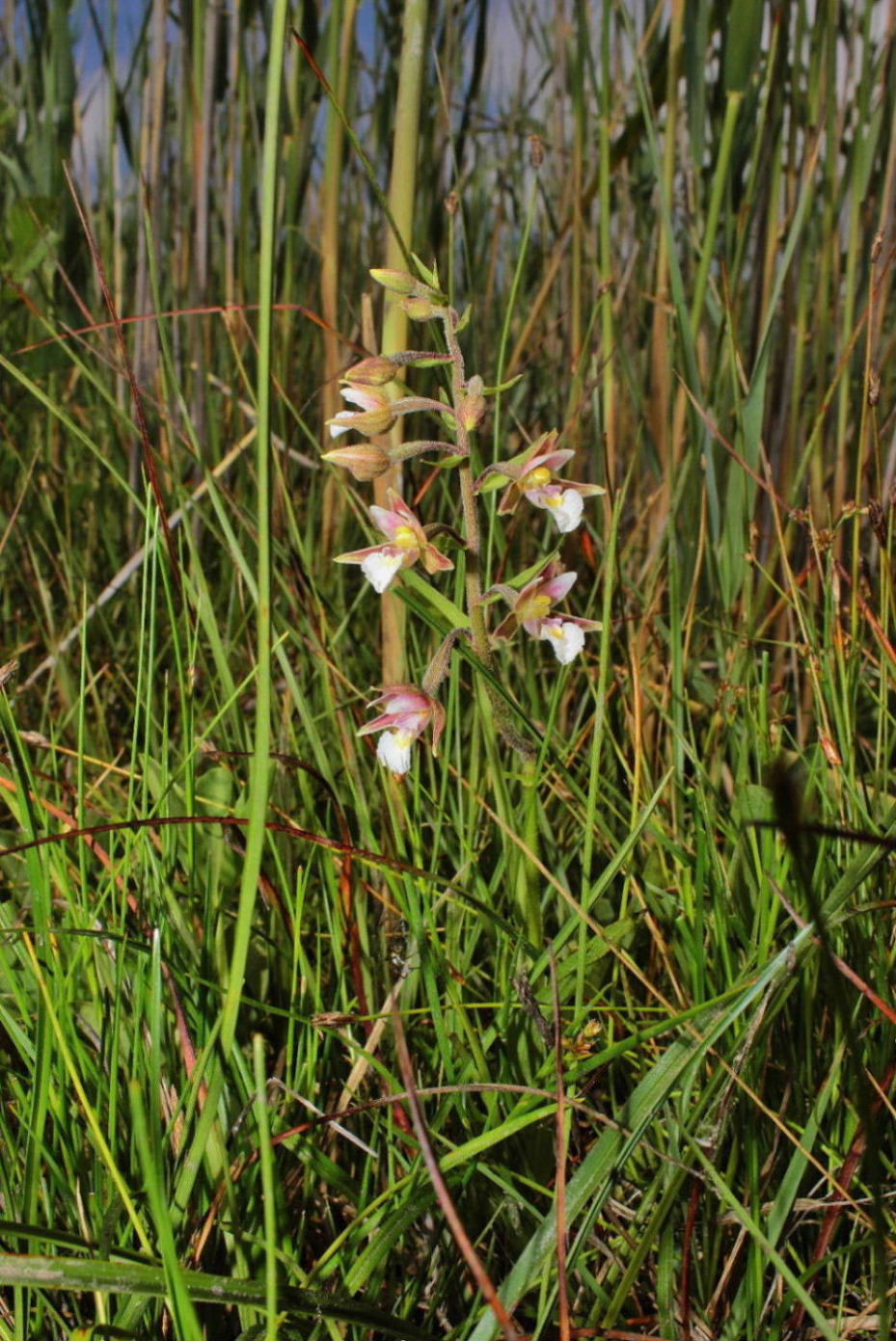 Epipactis palustris (L.) Crantz