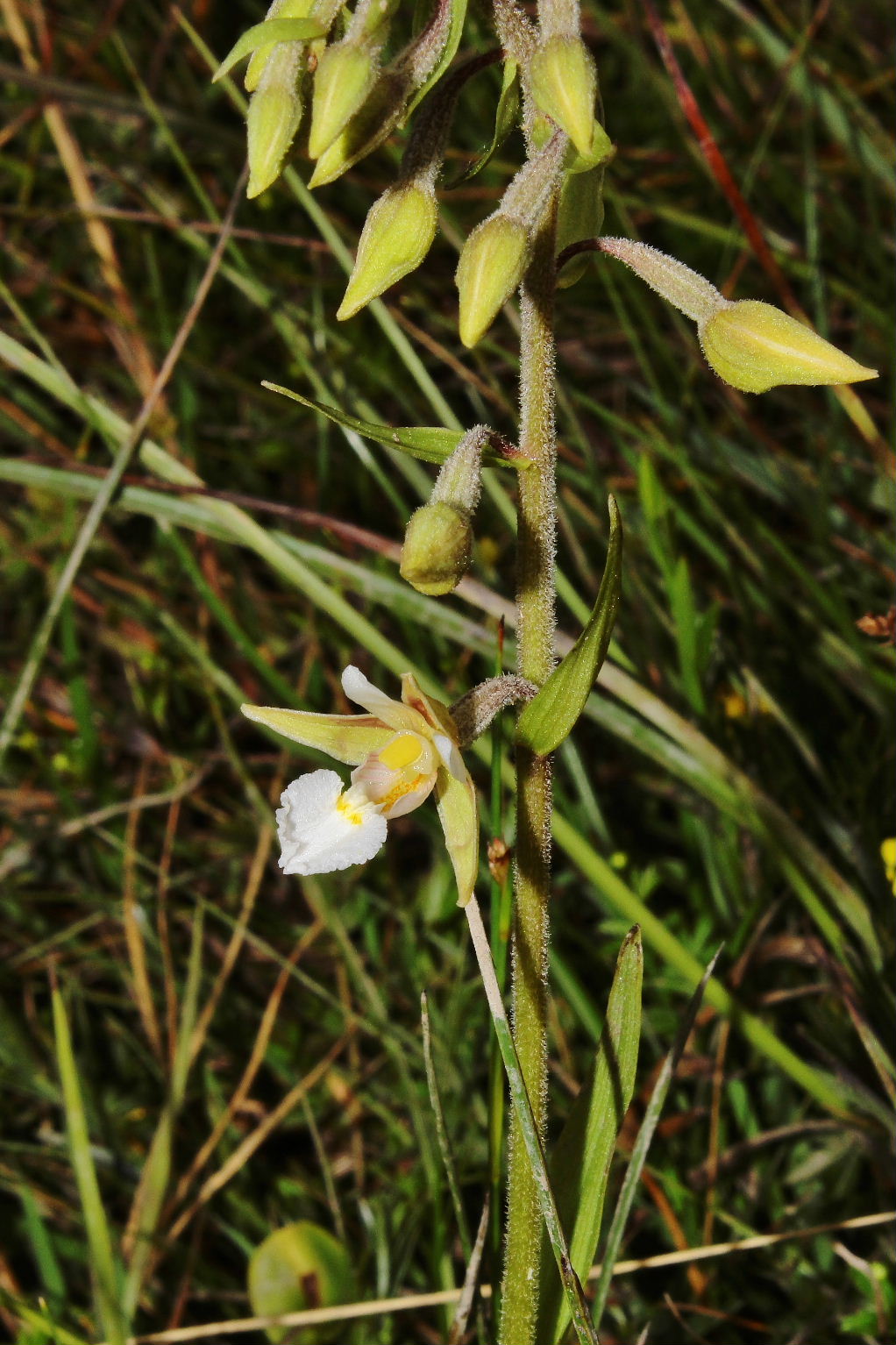 Epipactis palustris (L.) Crantz