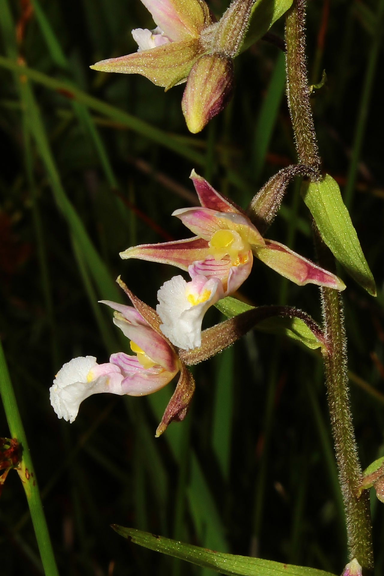 Epipactis palustris (L.) Crantz