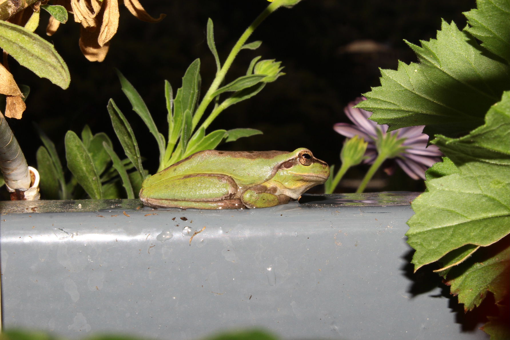 Raganella da determinare - Hyla meridionalis