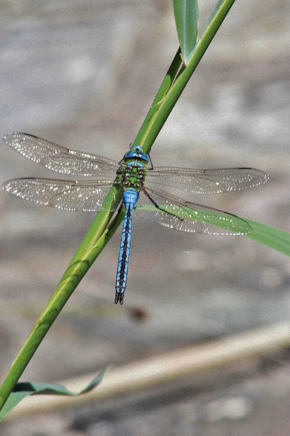 Anax imperator