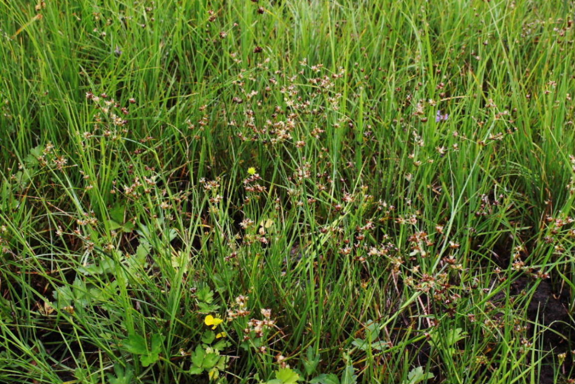 Juncus articulatus