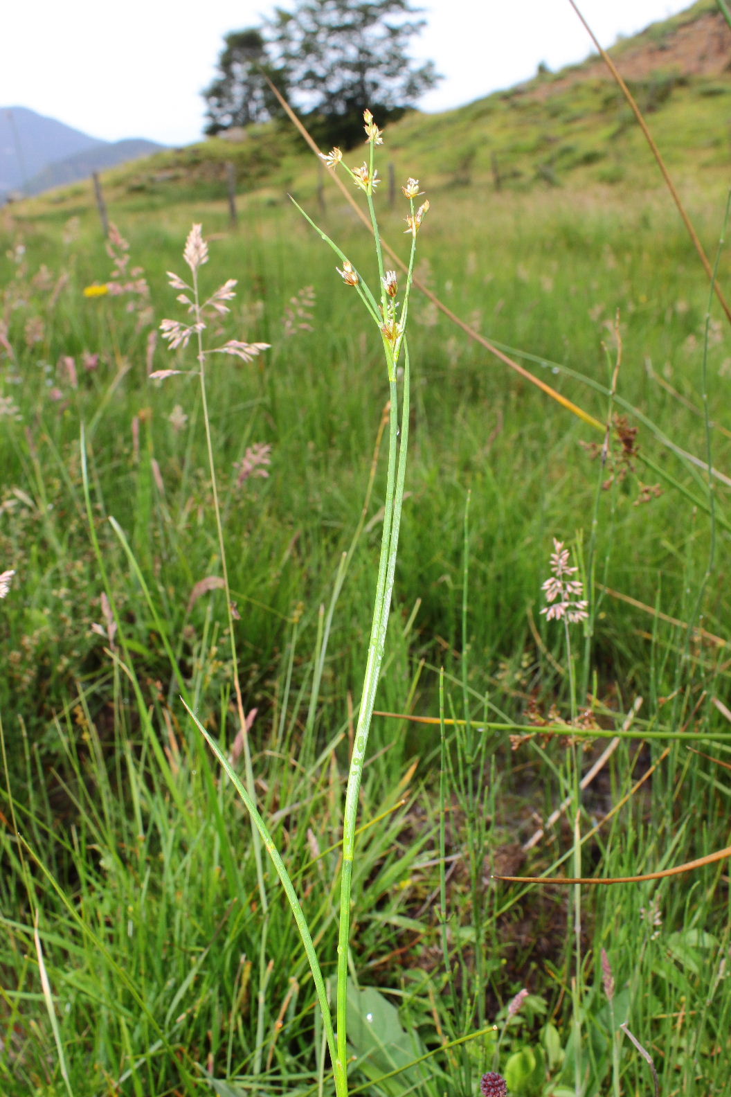 Juncus articulatus