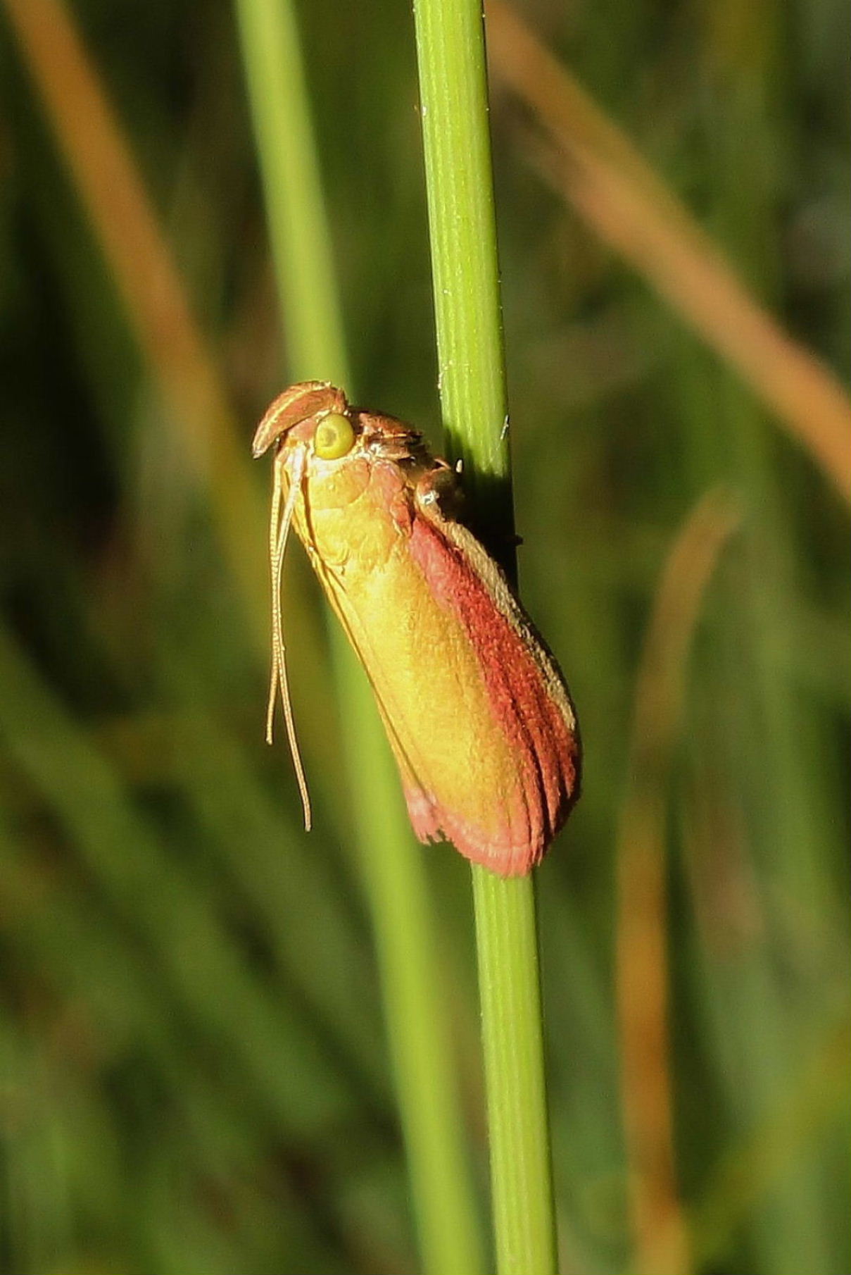 Lepidoptera.Oncocera semirubella, Pyralidae