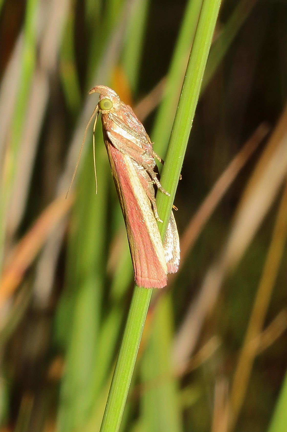 Lepidoptera.Oncocera semirubella, Pyralidae