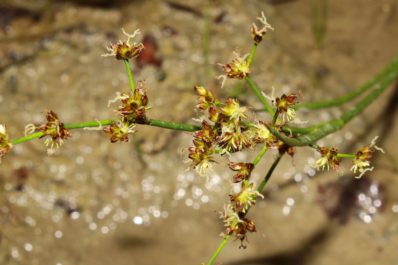 Juncus articulatus