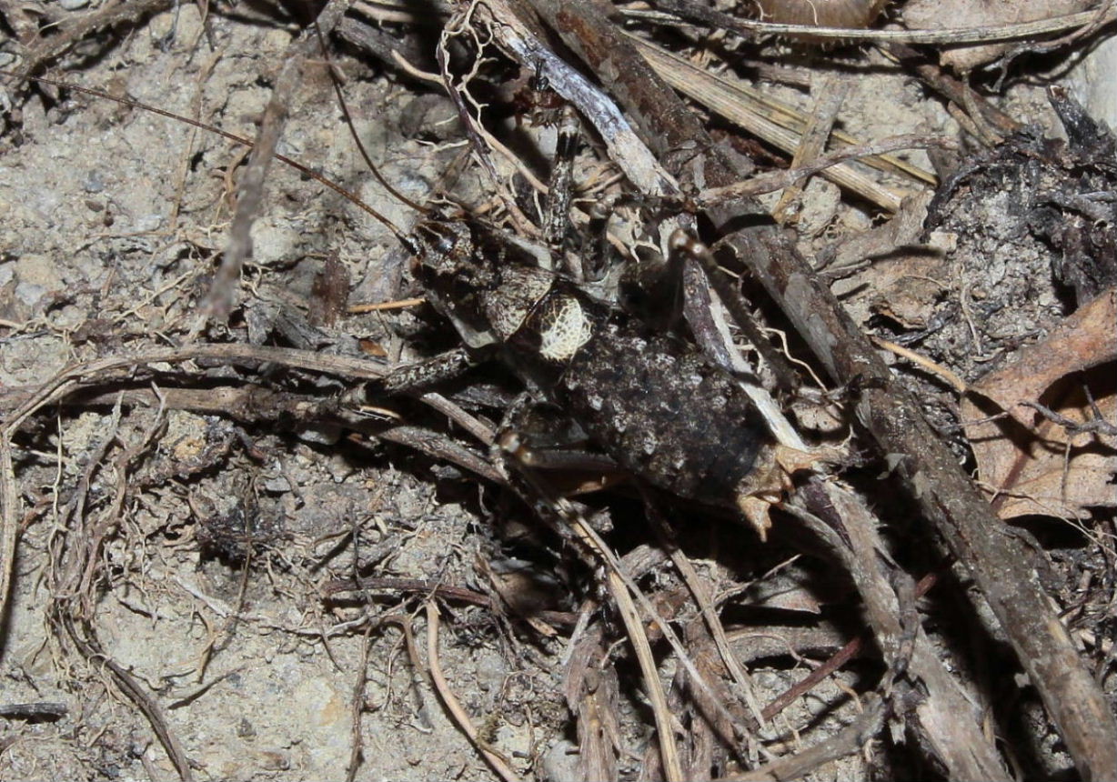 Tettigoniidae: Chopardius pedestris pedestris