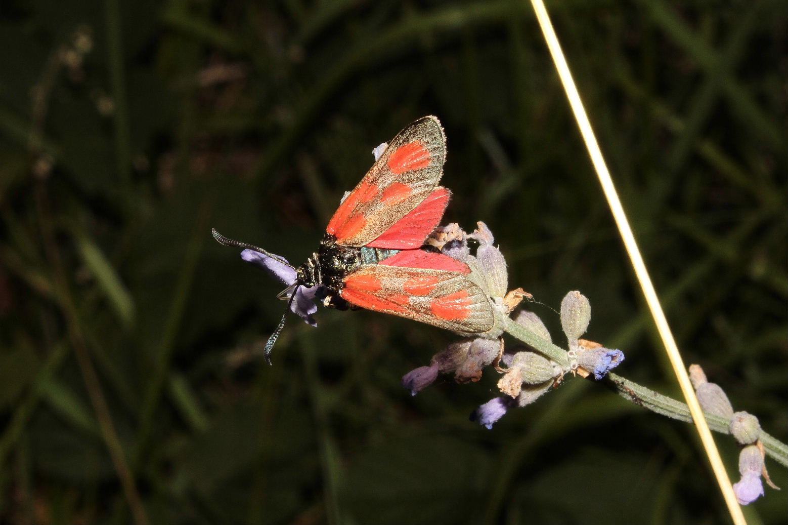 Zygaena da determinare - Zygaena (Zygaena) loti