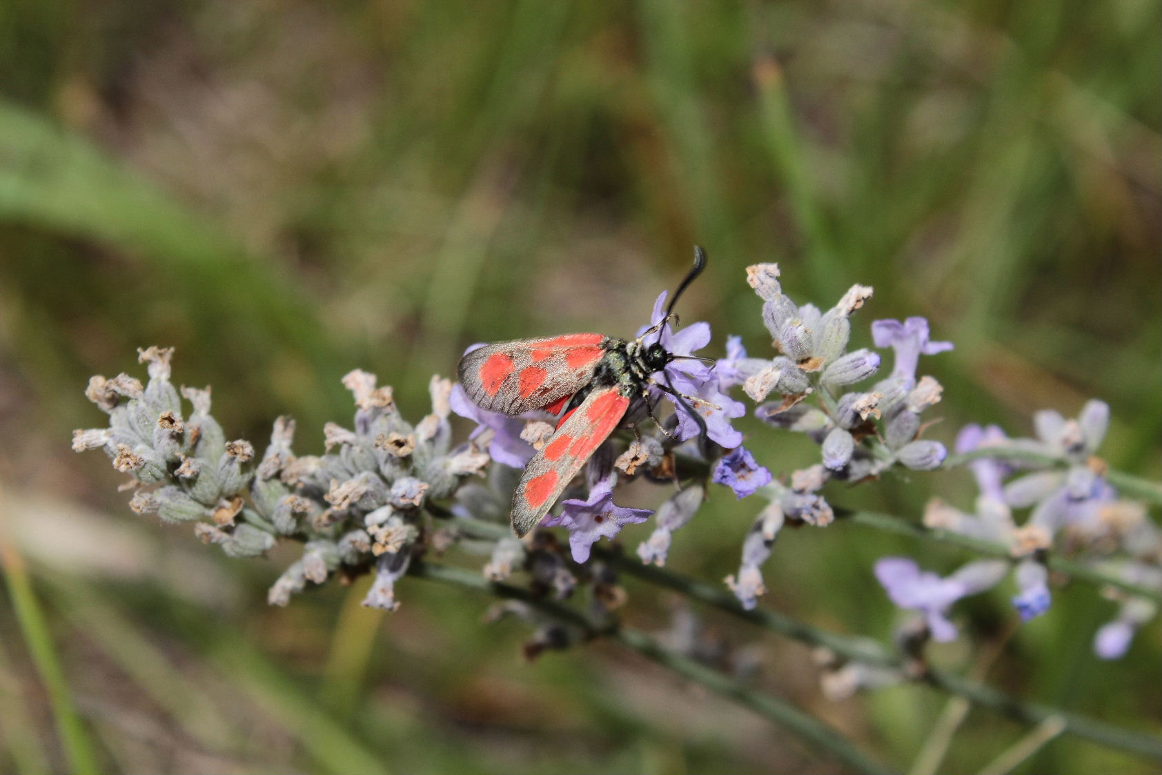 Zygaena da determinare - Zygaena (Zygaena) loti