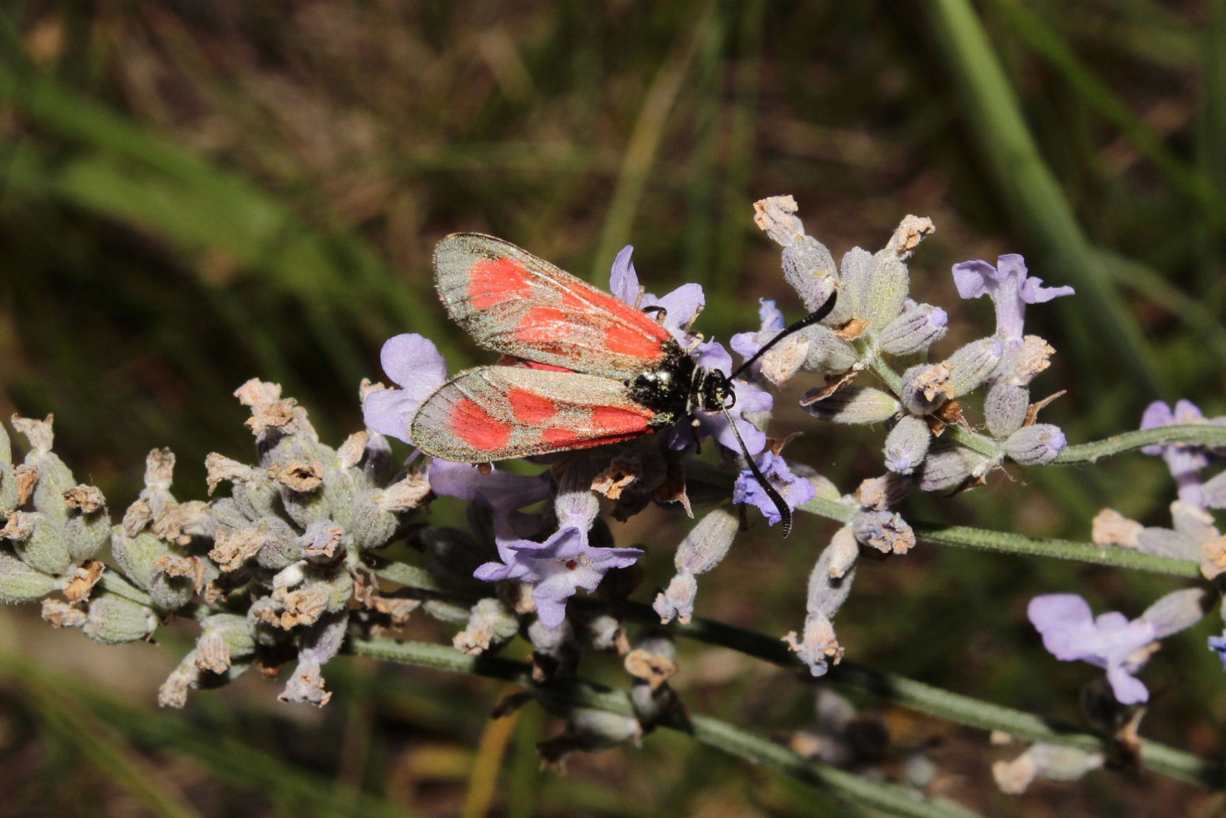 Zygaena da determinare - Zygaena (Zygaena) loti