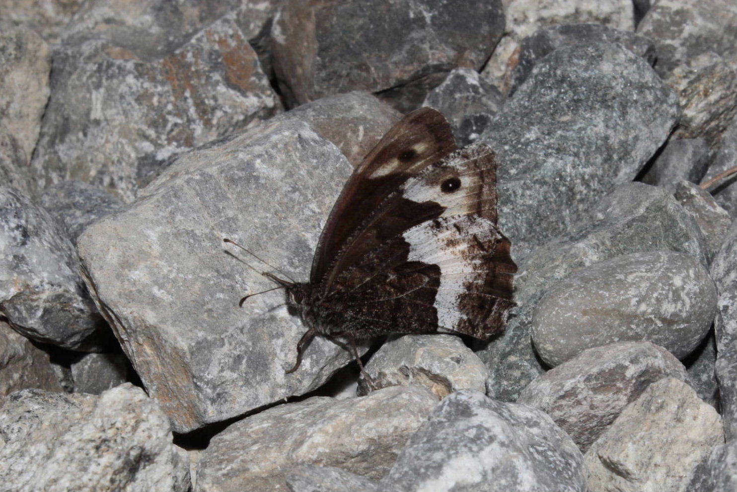 Lepidoptera da determinare 8 - Hipparchia cfr. hermione/fagi, Nymphalidae