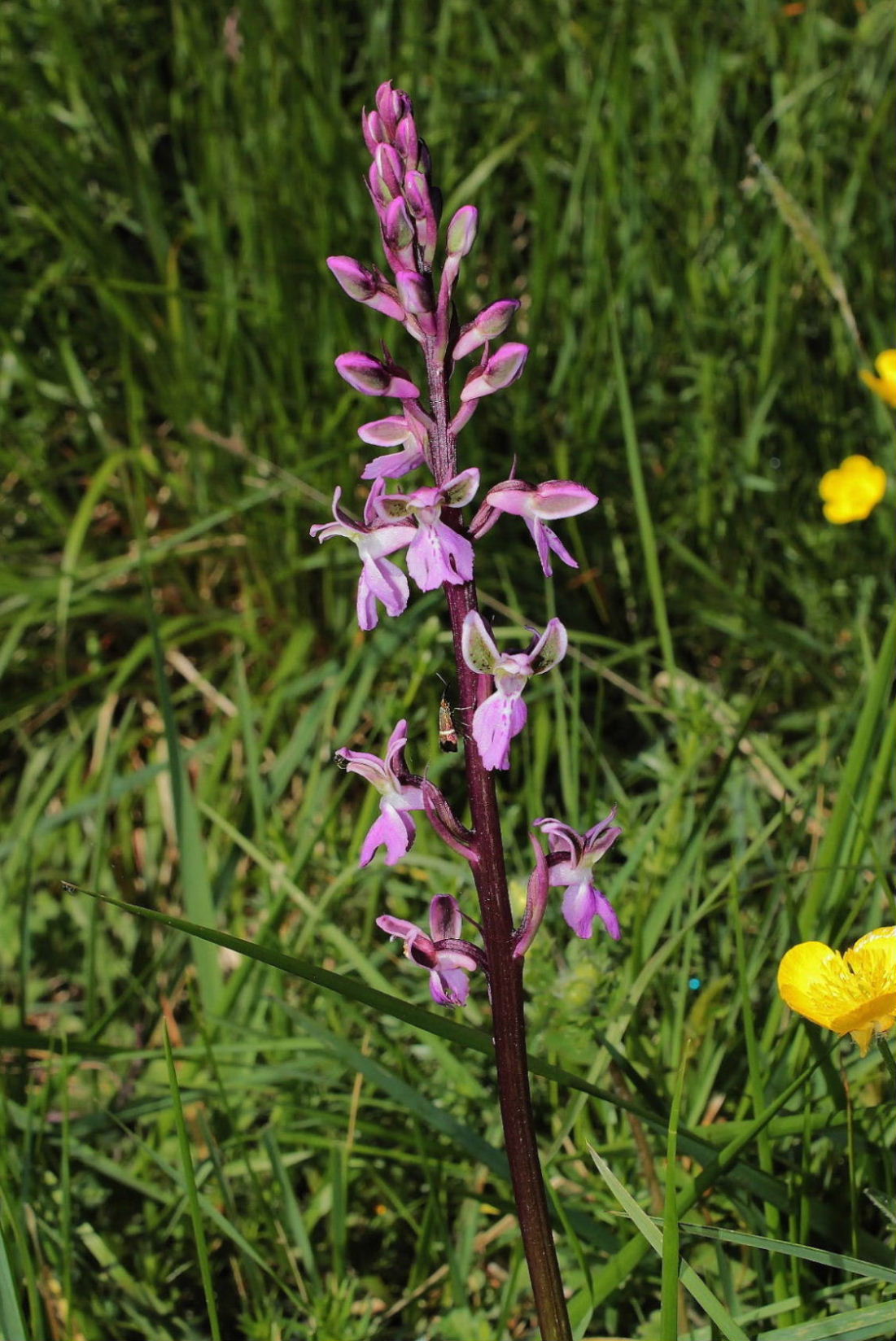 Orchis patens